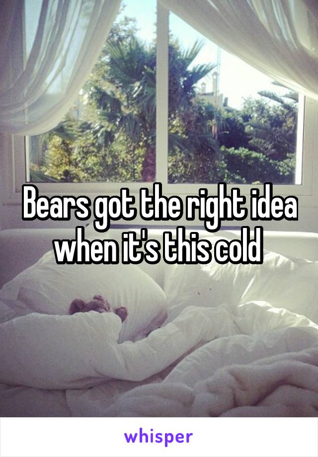 Bears got the right idea when it's this cold 