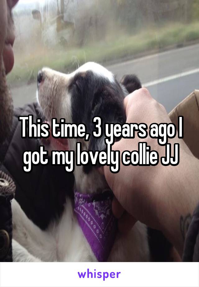 This time, 3 years ago I got my lovely collie JJ