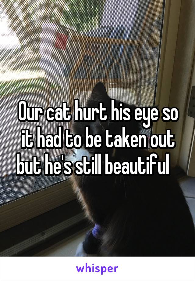 Our cat hurt his eye so it had to be taken out but he's still beautiful   