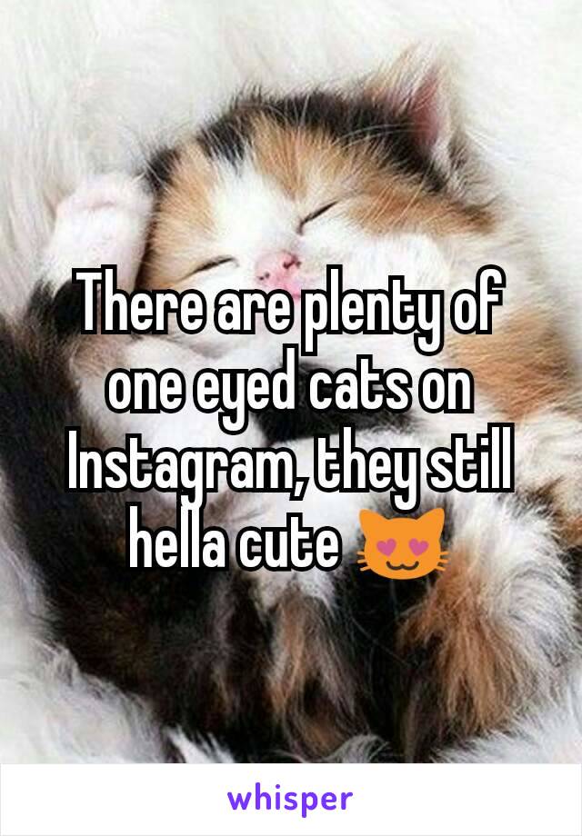 There are plenty of one eyed cats on Instagram, they still hella cute 😻