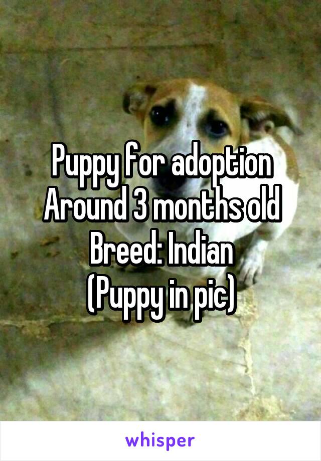 Puppy for adoption
Around 3 months old
Breed: Indian
(Puppy in pic)