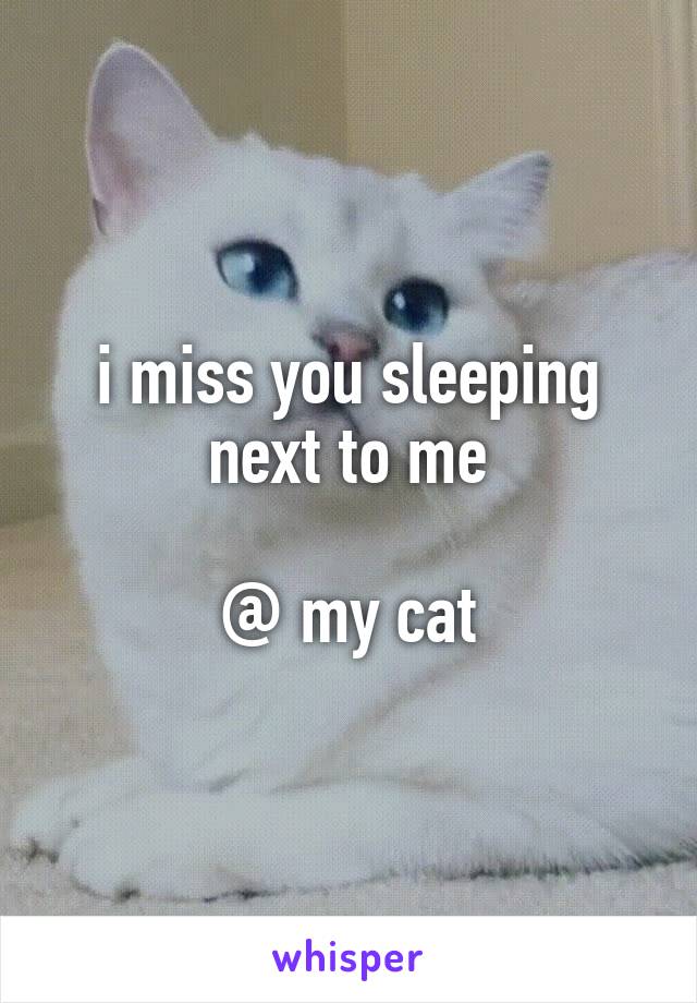 i miss you sleeping next to me

@ my cat