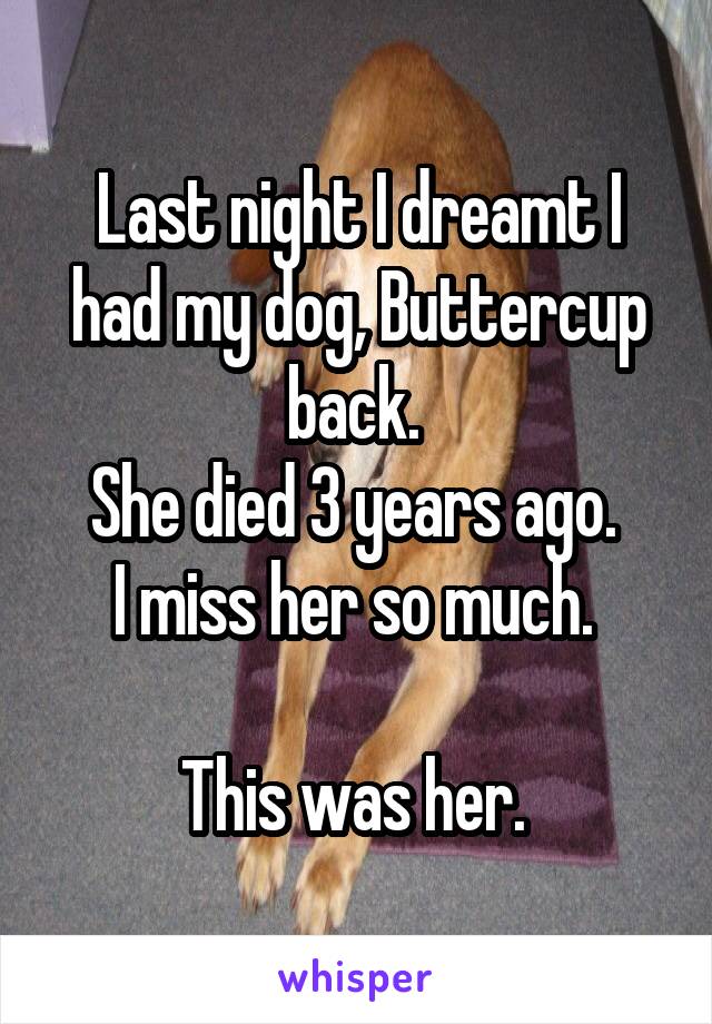 Last night I dreamt I had my dog, Buttercup back. 
She died 3 years ago. 
I miss her so much. 

This was her. 