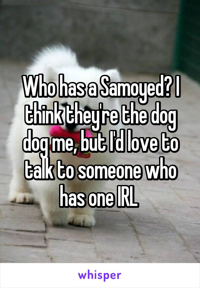 Who has a Samoyed? I think they're the dog dog me, but I'd love to talk to someone who has one IRL 