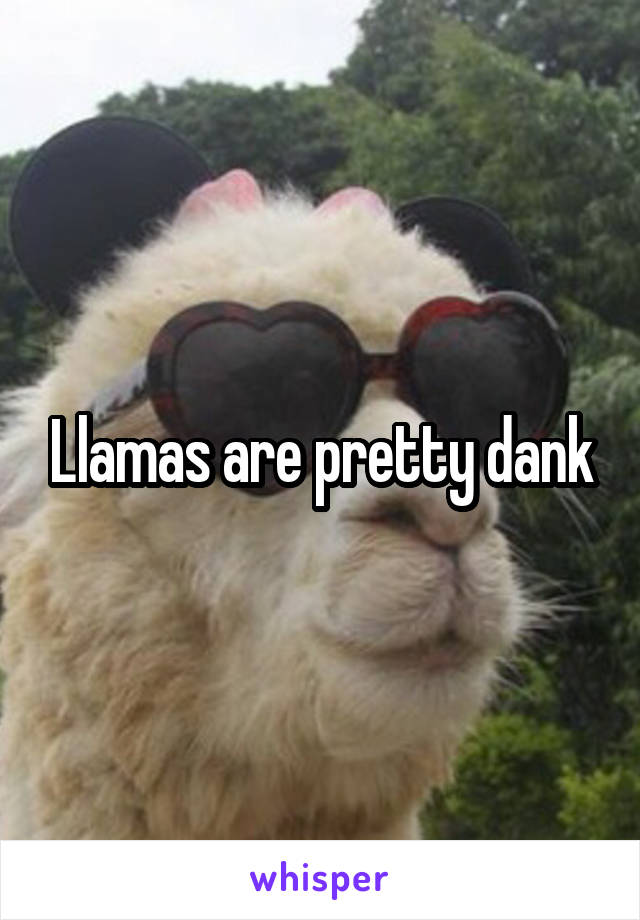 Llamas are pretty dank