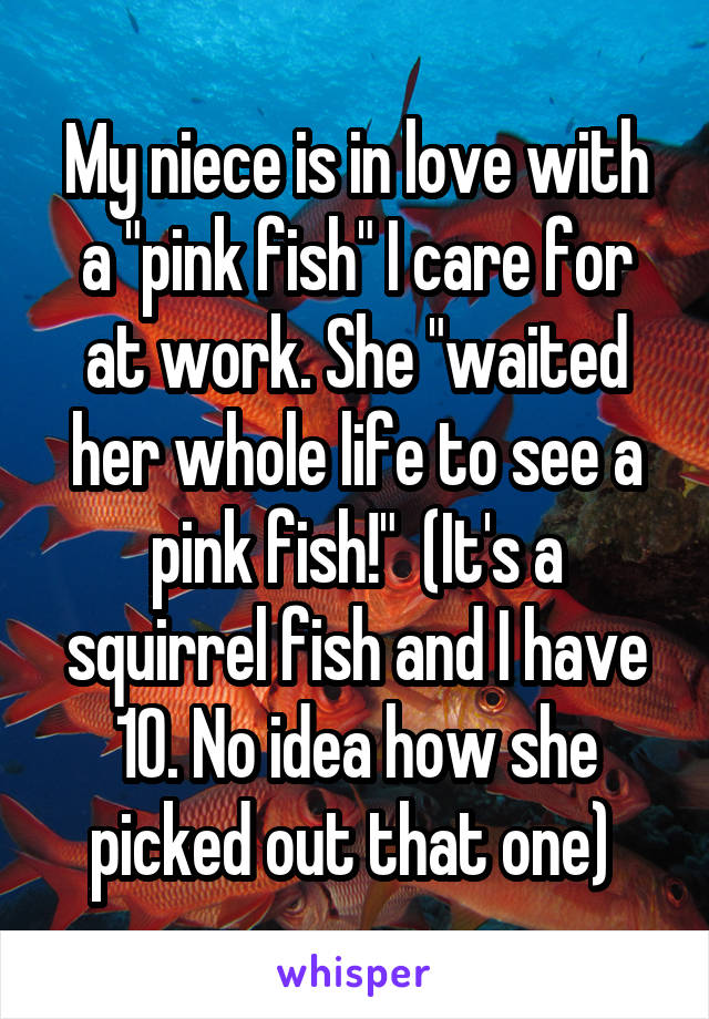My niece is in love with a "pink fish" I care for at work. She "waited her whole life to see a pink fish!"  (It's a squirrel fish and I have 10. No idea how she picked out that one) 