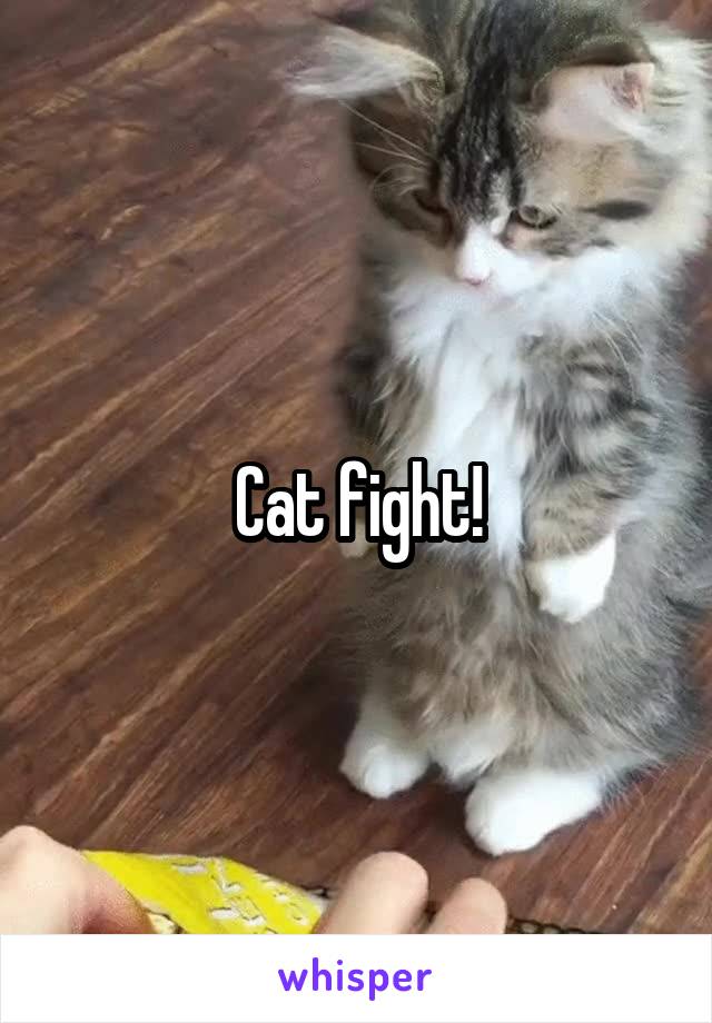 Cat fight!