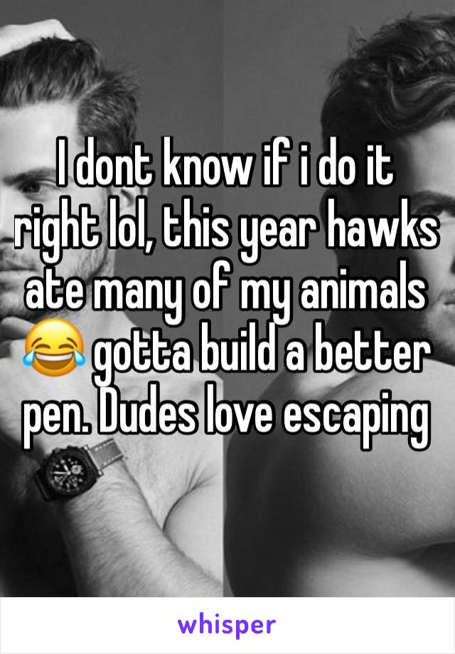 I dont know if i do it right lol, this year hawks ate many of my animals 😂 gotta build a better pen. Dudes love escaping