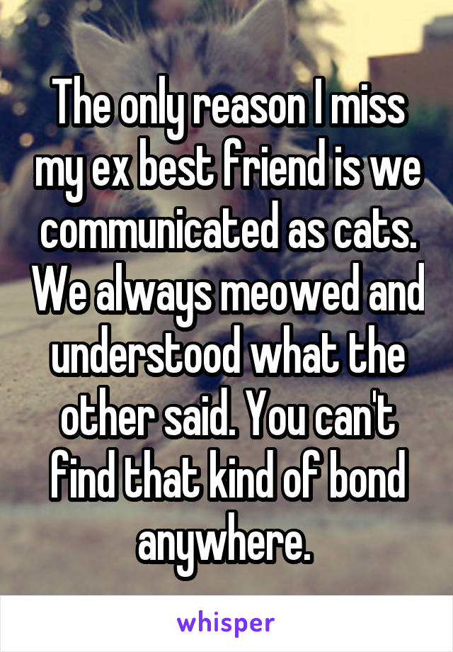 The only reason I miss my ex best friend is we communicated as cats. We always meowed and understood what the other said. You can't find that kind of bond anywhere. 
