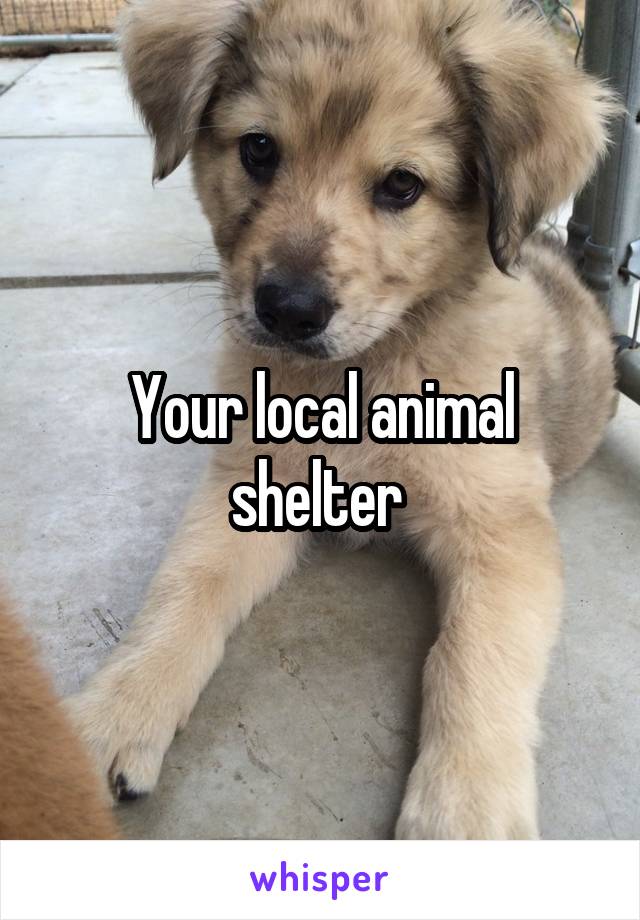 Your local animal shelter 