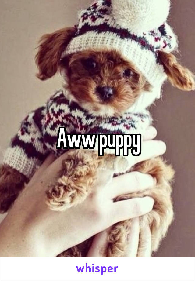 Aww puppy