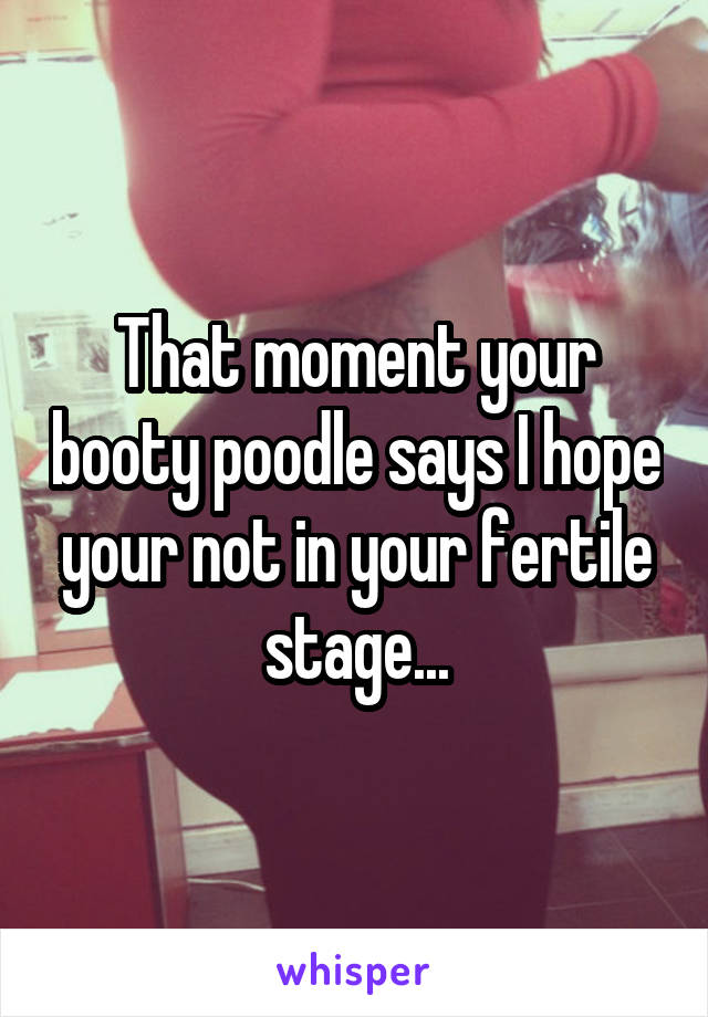 That moment your booty poodle says I hope your not in your fertile stage...