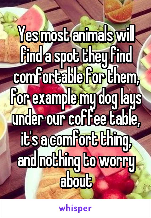Yes most animals will find a spot they find comfortable for them, for example my dog lays under our coffee table, it's a comfort thing, and nothing to worry about