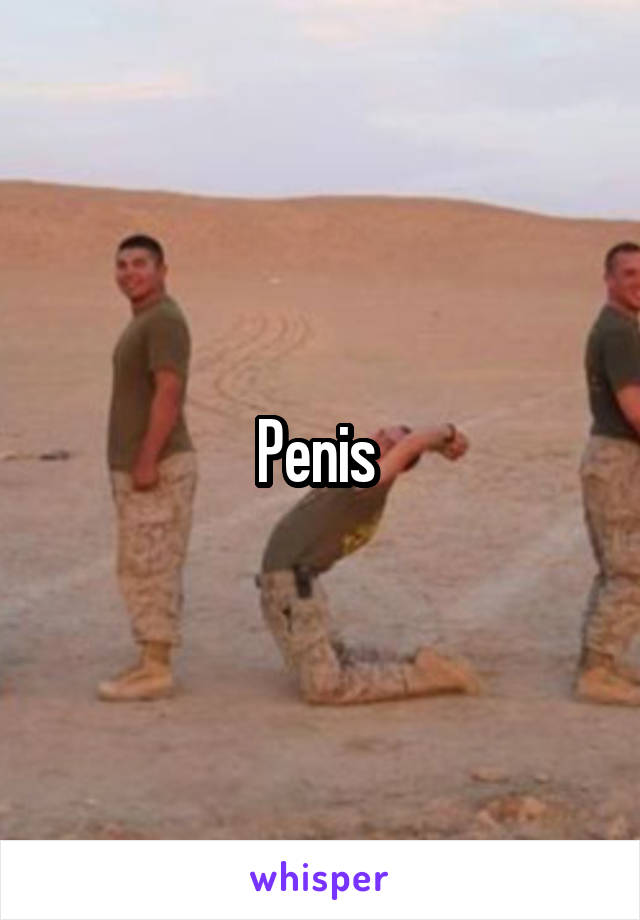 Penis 