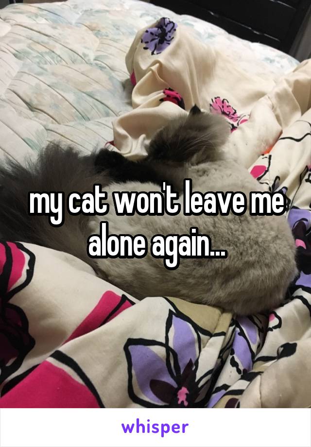 my cat won't leave me alone again...