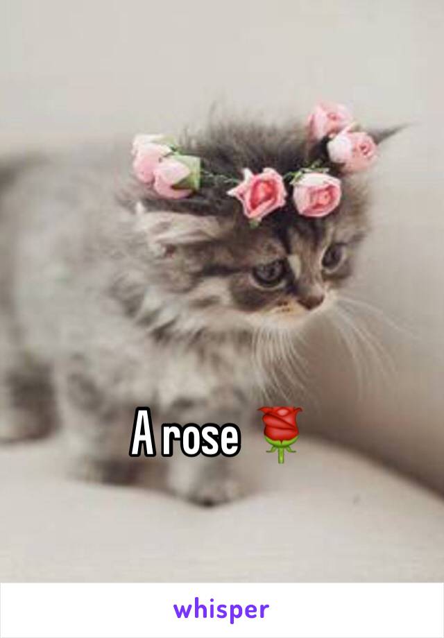 A rose 🌹 
