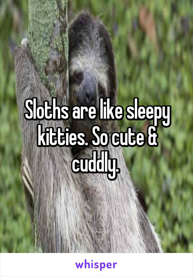 Sloths are like sleepy kitties. So cute & cuddly. 