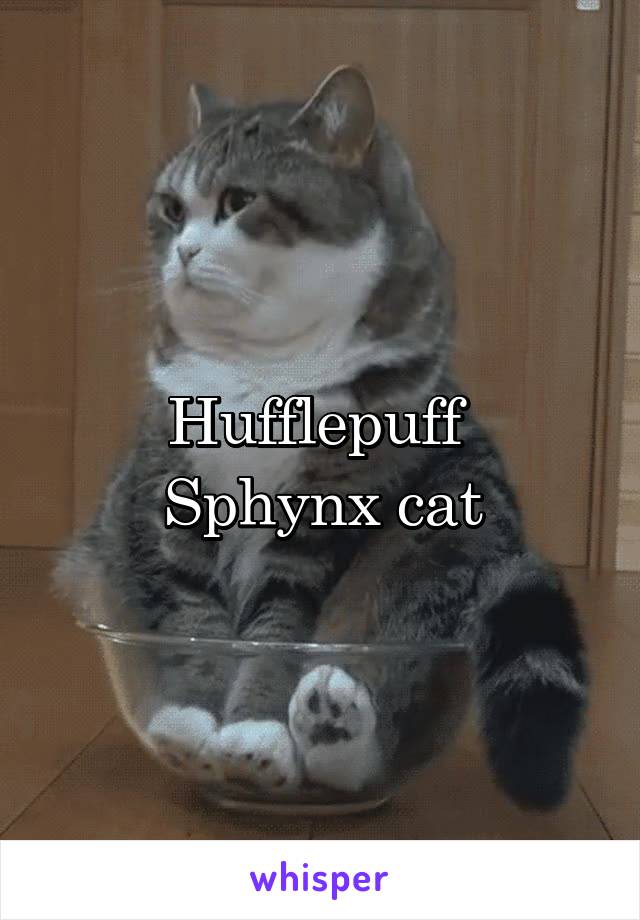 Hufflepuff 
Sphynx cat