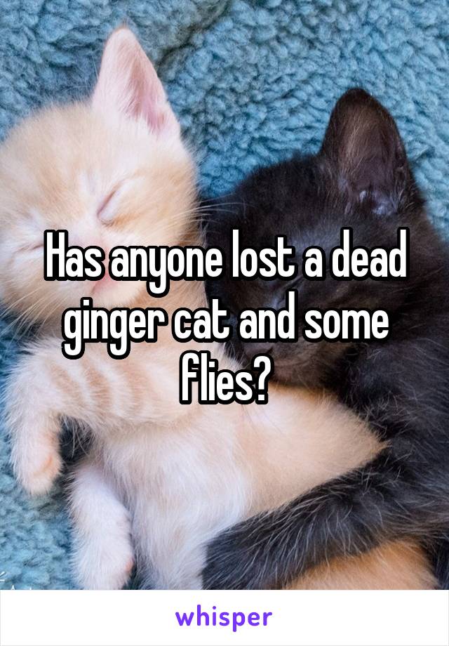 Has anyone lost a dead ginger cat and some flies?