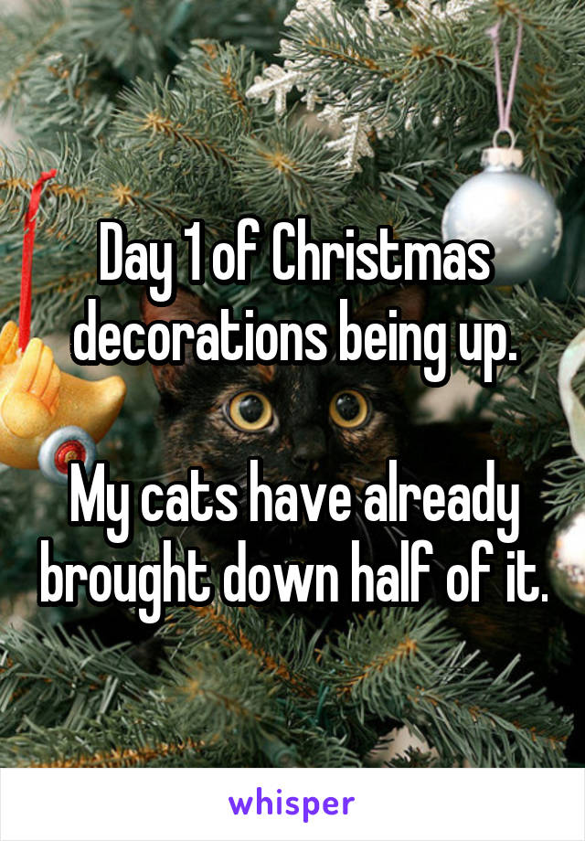 Day 1 of Christmas decorations being up.

My cats have already brought down half of it.