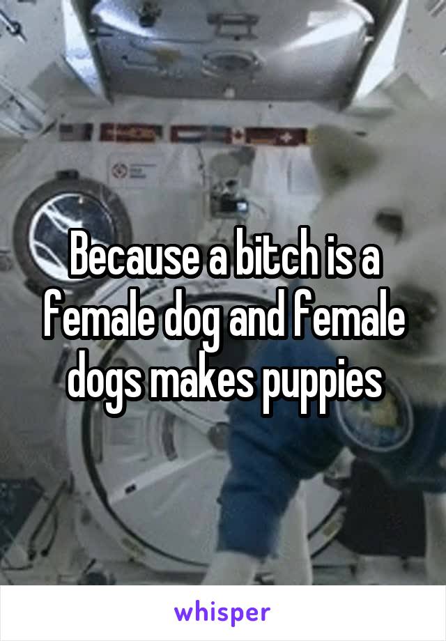 Because a bitch is a female dog and female dogs makes puppies