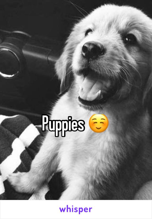Puppies ☺️
