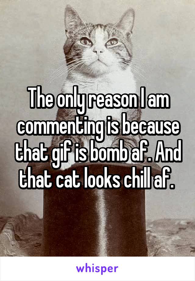 The only reason I am commenting is because that gif is bomb af. And that cat looks chill af. 