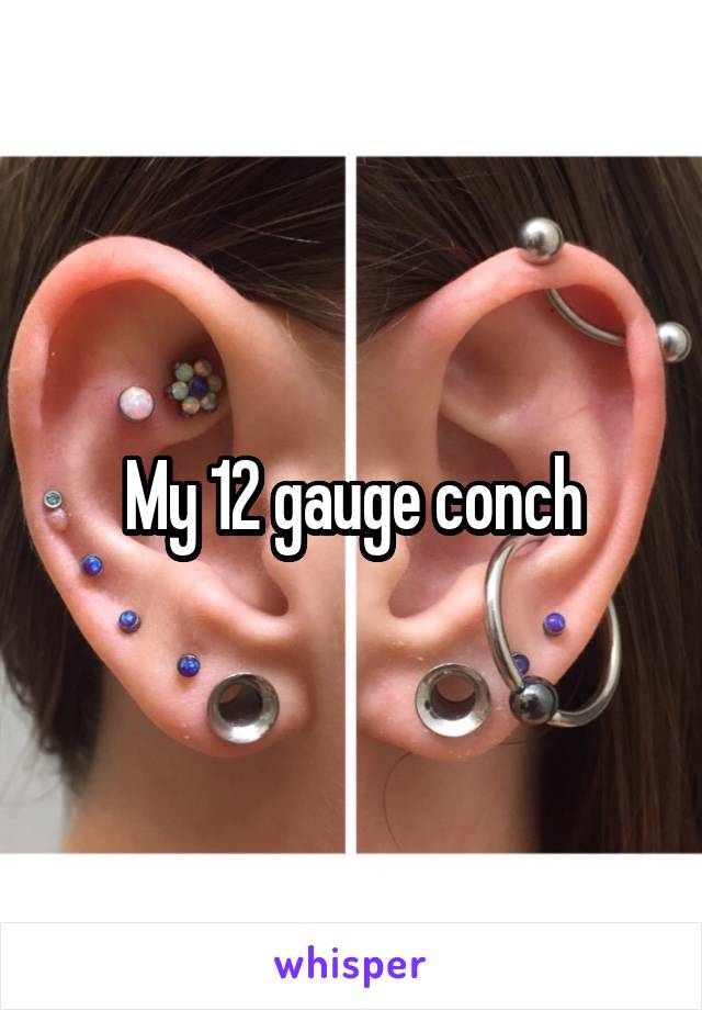 My 12 gauge conch