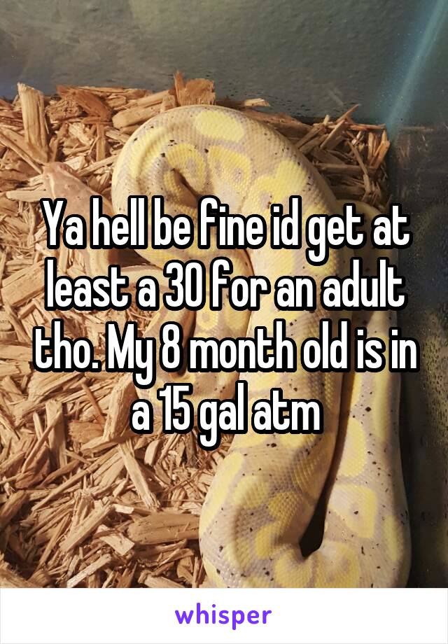 Ya hell be fine id get at least a 30 for an adult tho. My 8 month old is in a 15 gal atm