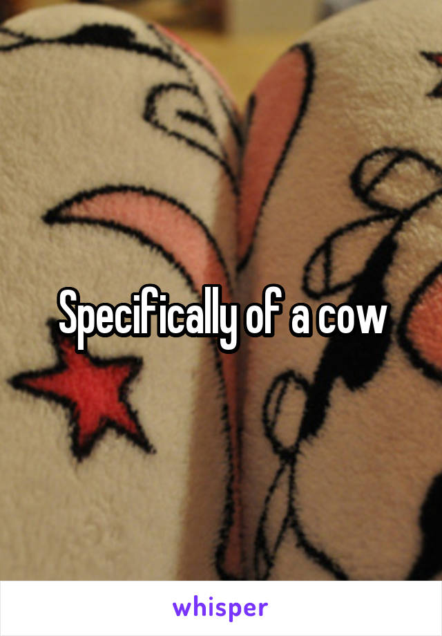 Specifically of a cow