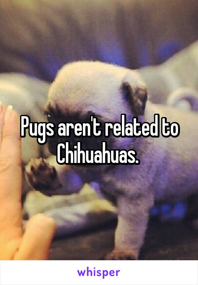 Pugs aren't related to Chihuahuas. 