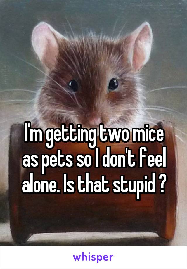 

I'm getting two mice as pets so I don't feel alone. Is that stupid ?