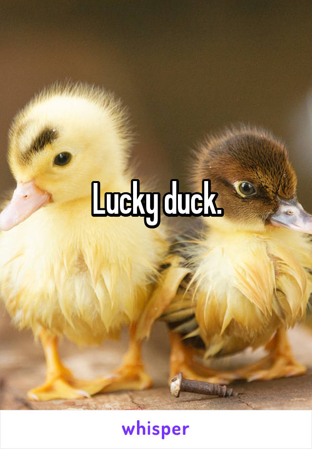 Lucky duck.
