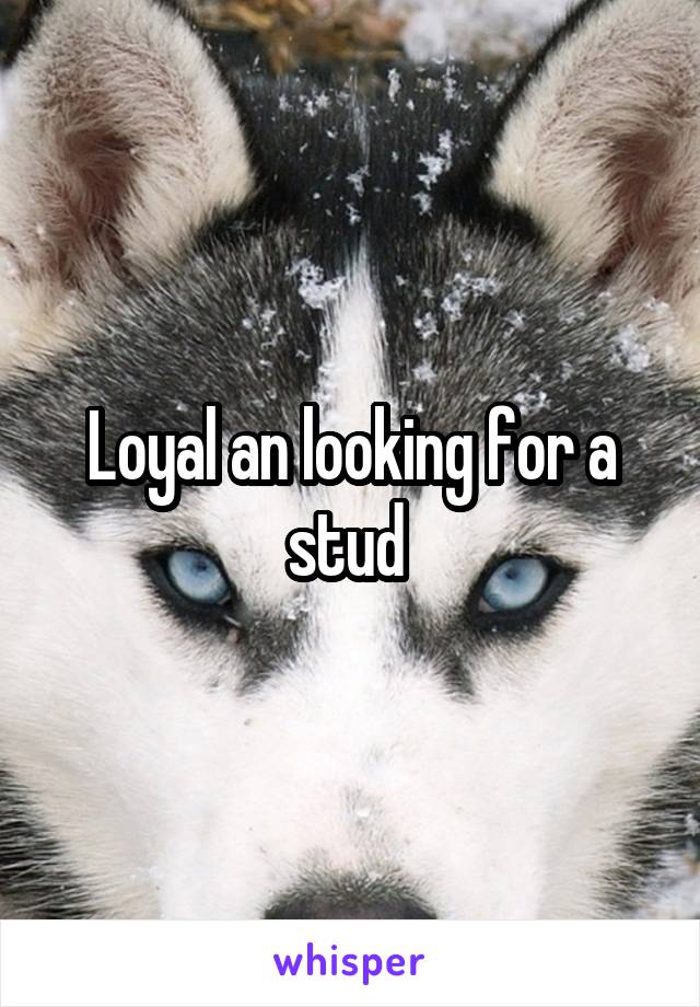 Loyal an looking for a stud 