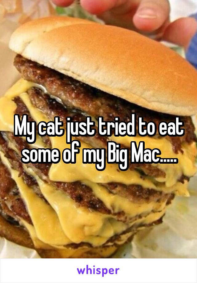 My cat just tried to eat some of my Big Mac.....