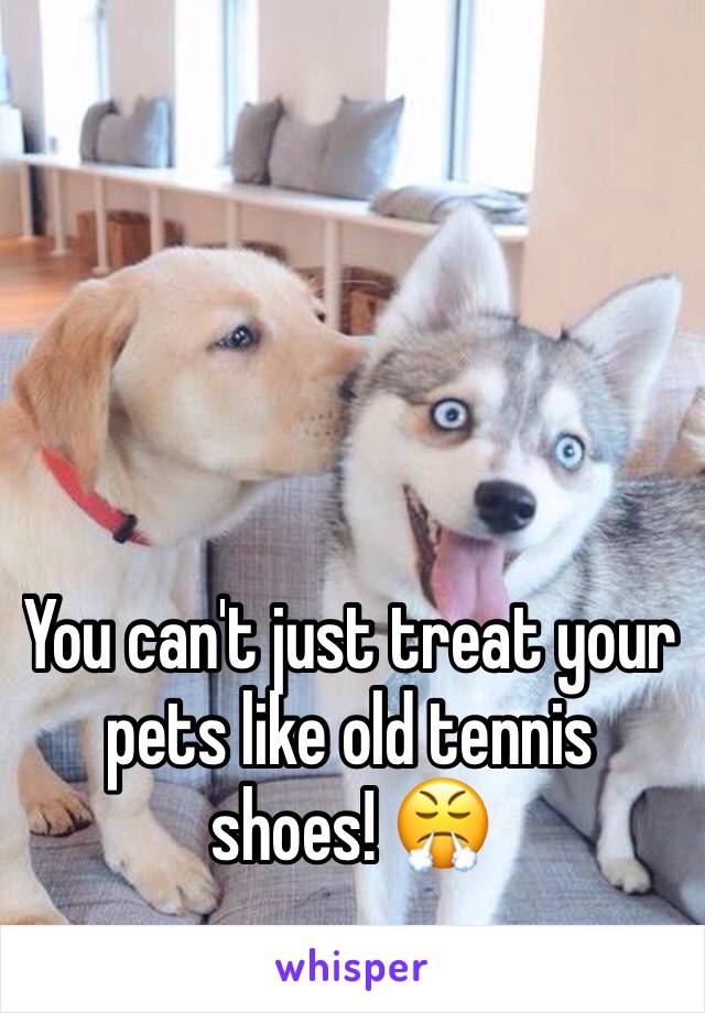 You can't just treat your pets like old tennis shoes! 😤