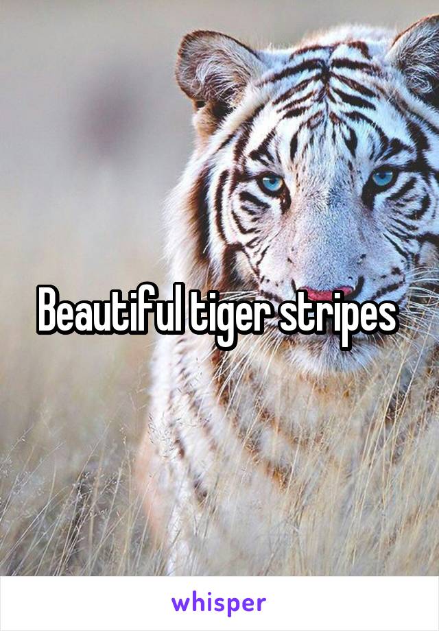 Beautiful tiger stripes 