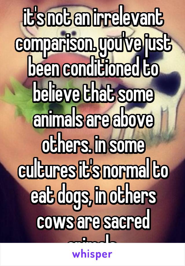 it's not an irrelevant comparison. you've just been conditioned to believe that some animals are above others. in some cultures it's normal to eat dogs, in others cows are sacred animals.