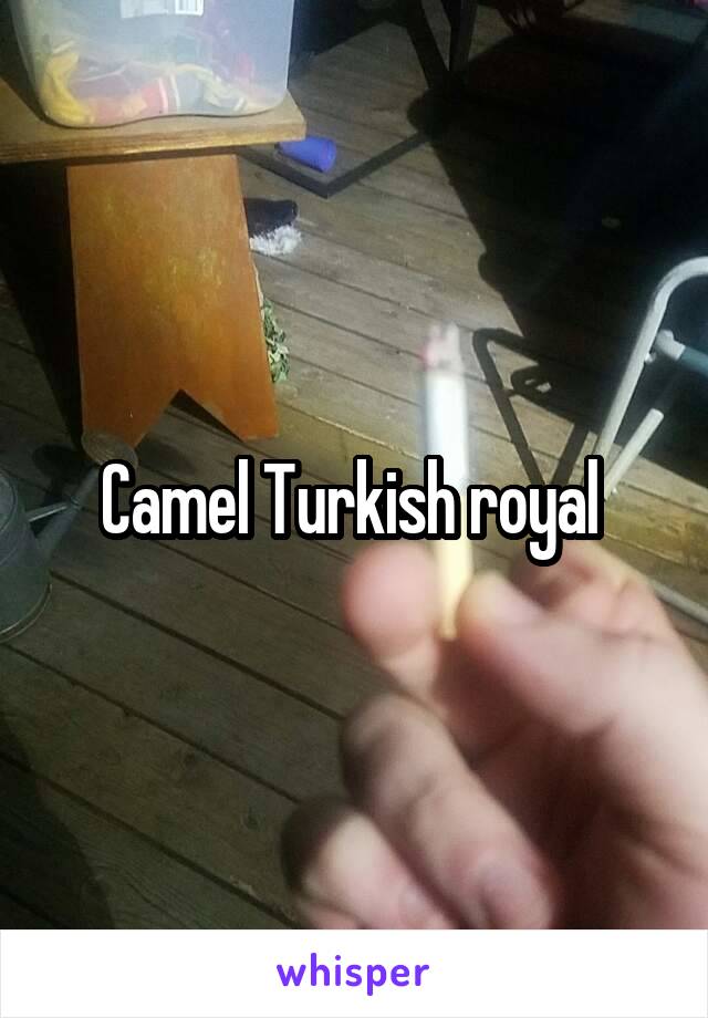 Camel Turkish royal 