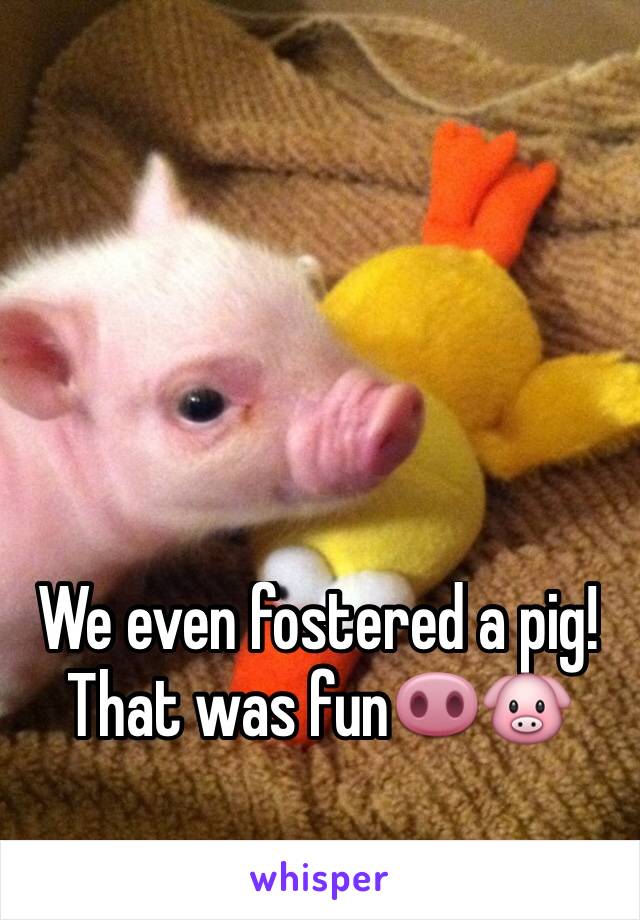 We even fostered a pig! That was fun🐽🐷