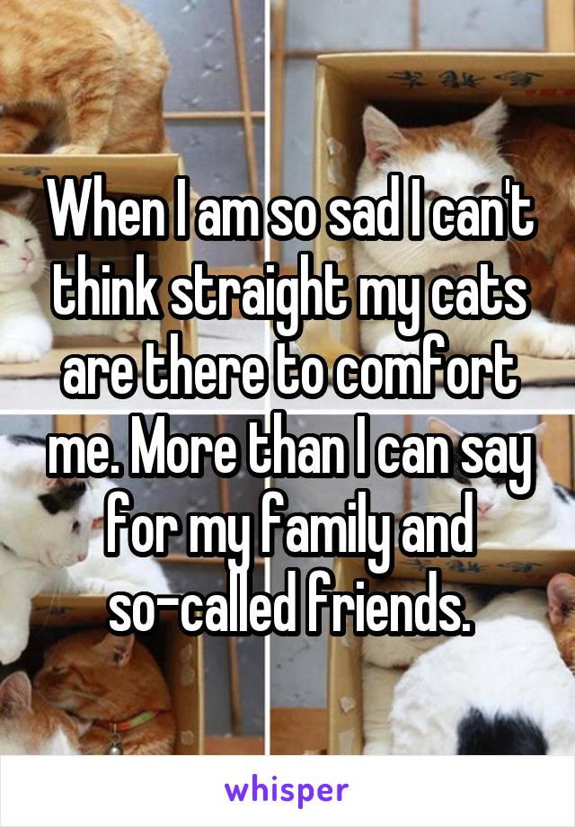 When I am so sad I can't think straight my cats are there to comfort me. More than I can say for my family and so-called friends.