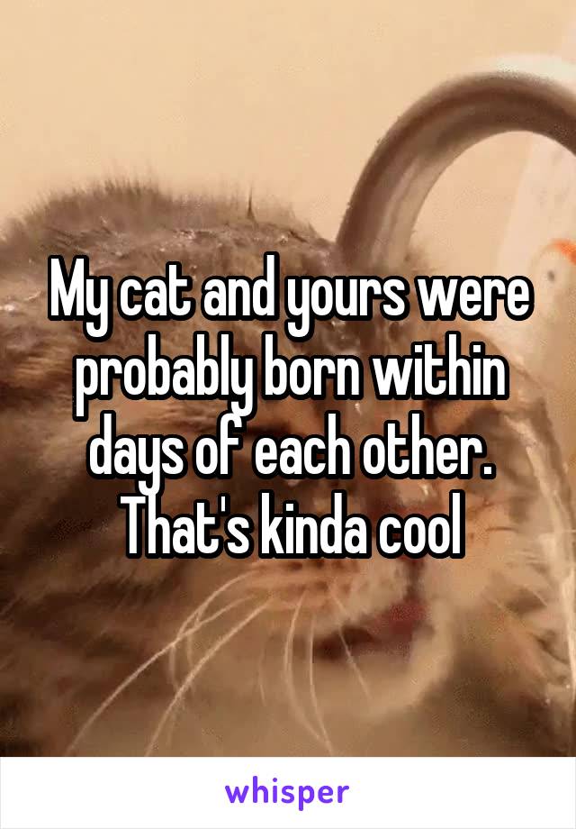 My cat and yours were probably born within days of each other. That's kinda cool