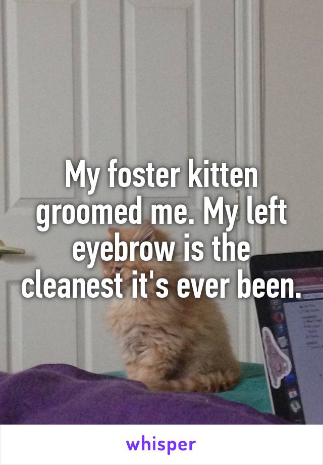 My foster kitten groomed me. My left eyebrow is the cleanest it's ever been.