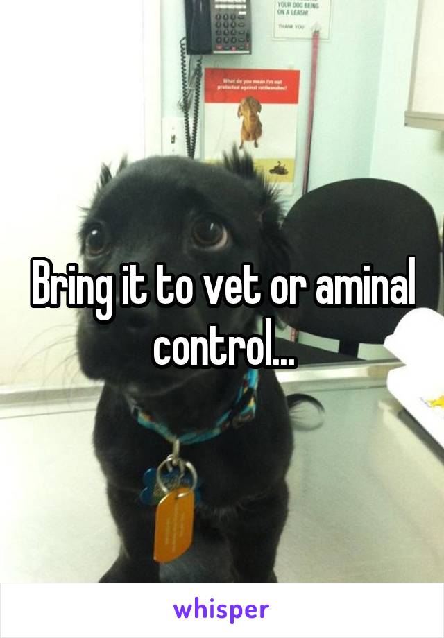 Bring it to vet or aminal control...