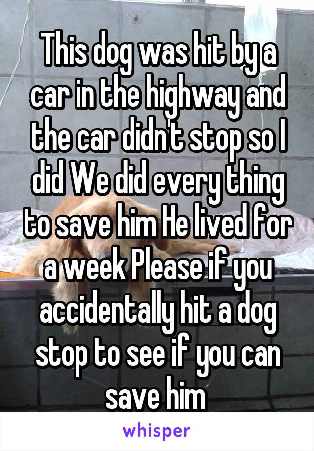 This dog was hit by a car in the highway and the car didn't stop so I did We did every thing to save him He lived for a week Please if you accidentally hit a dog stop to see if you can save him 