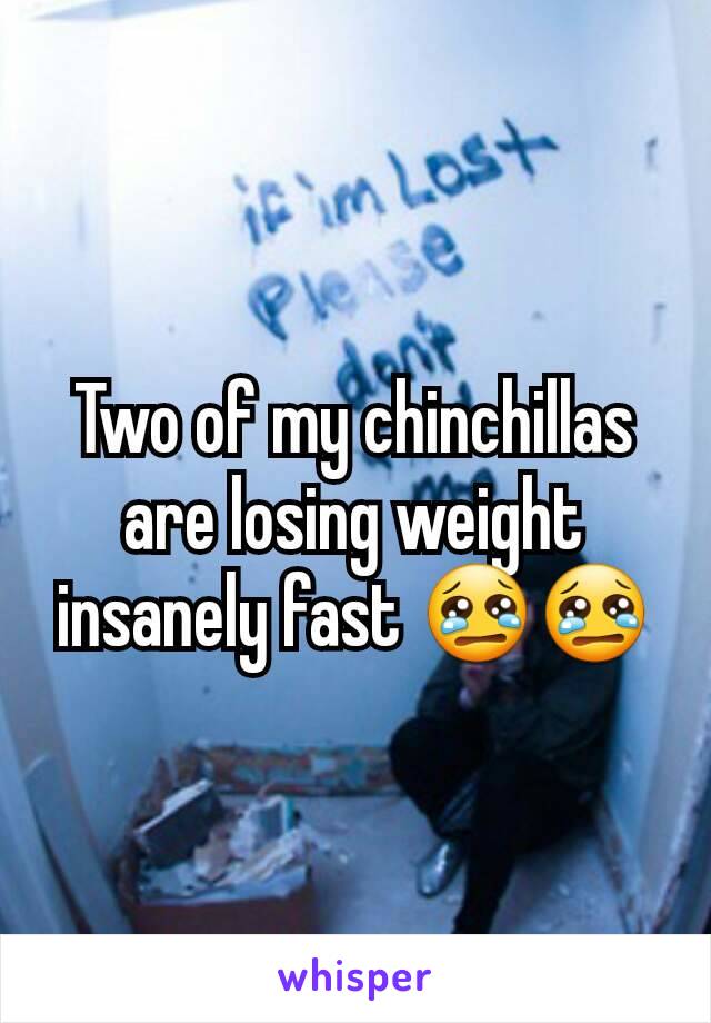 Two of my chinchillas are losing weight insanely fast 😢😢