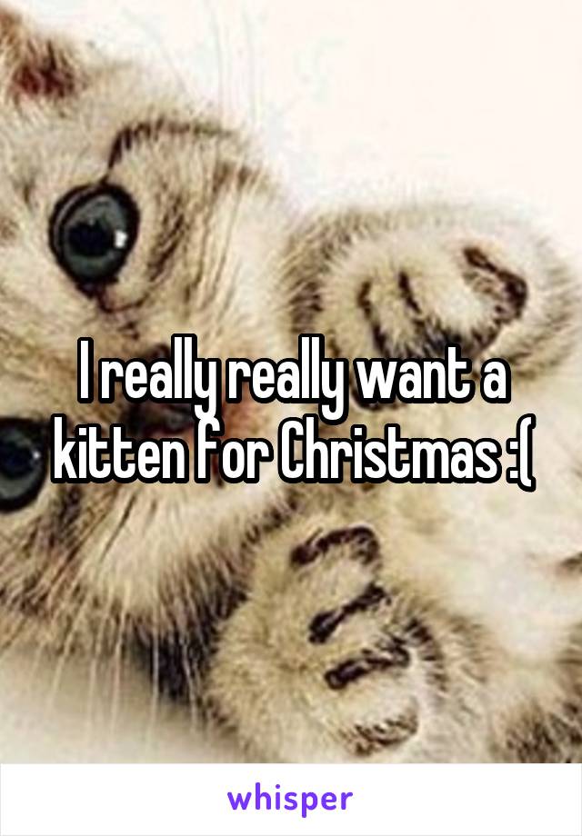 I really really want a kitten for Christmas :(