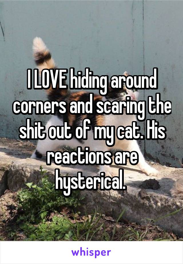 I LOVE hiding around corners and scaring the shit out of my cat. His reactions are hysterical. 