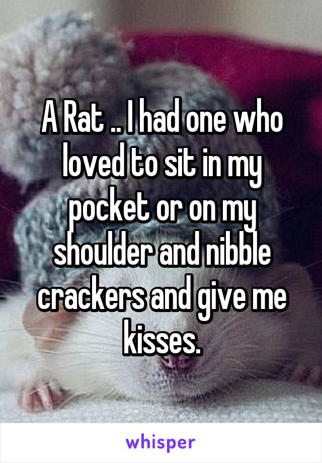 A Rat .. I had one who loved to sit in my pocket or on my shoulder and nibble crackers and give me kisses.