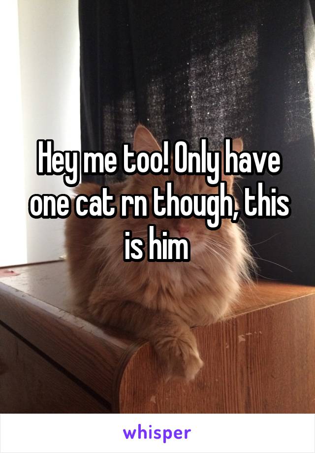 Hey me too! Only have one cat rn though, this is him 
